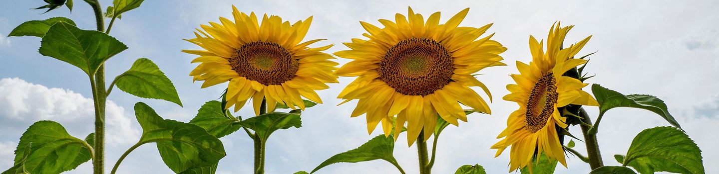 Sonnenblumen Sonnenblumenfeld